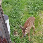 Almsuite Fritz * Wald im Pinzgau