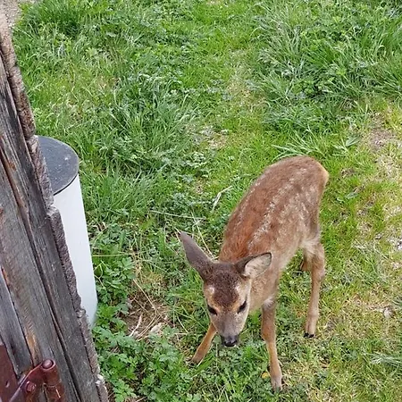 Almsuite Fritz * וואלד אים פינצגאו